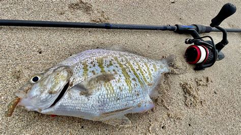 Ultimate Surf Perch Fishing Guide Rigs Baits Setups Species