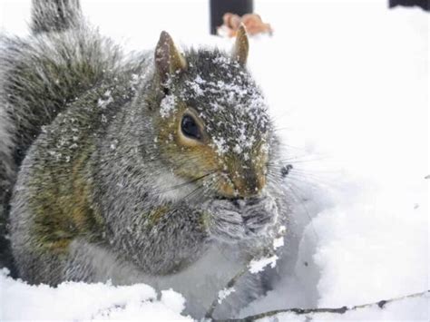 Do Squirrels Hibernate? Facts About Animals in Winter - Maplewood Road