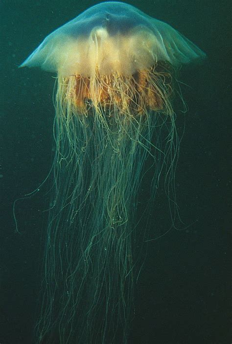 Criatura marinha alienígena é encontrada em praia na Nova Zelândia