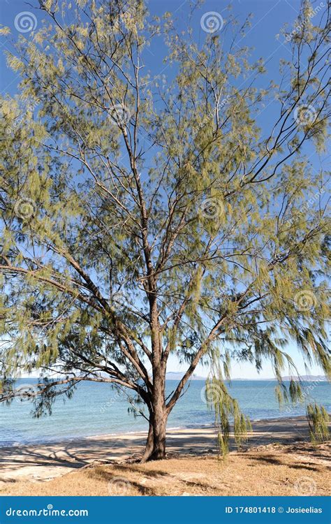 Casuarina Equisetifolia On Beach Australia Stock Photo Image Of