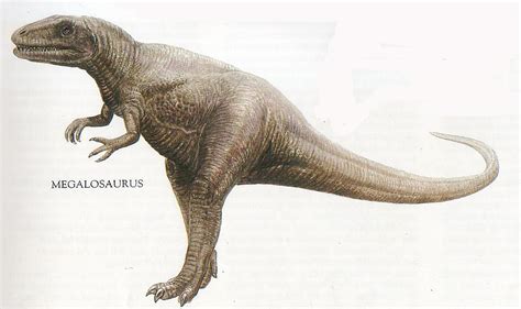 Megalosaurus Facts Discovery Habitat And Pictures