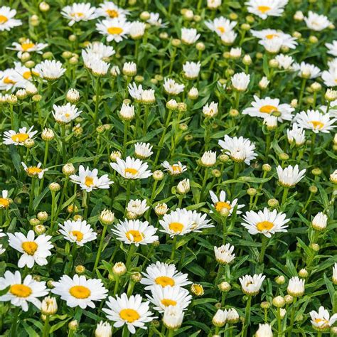 Gardens Alive 2 50 Qt Pot Snowcap Shasta Daisy Leucanthemum