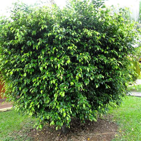 Ficus Benjamina Gold Ornamental Shrubs Exotic Space