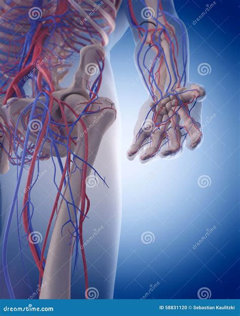 The Circulatory System Hand Stock Illustration Illustration Of