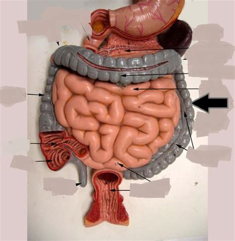 Ch 25 Digestive System Flashcards Quizlet