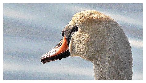 Swan 1st Test Of Focus Peaking Heavily Cropped Panasonic Flickr