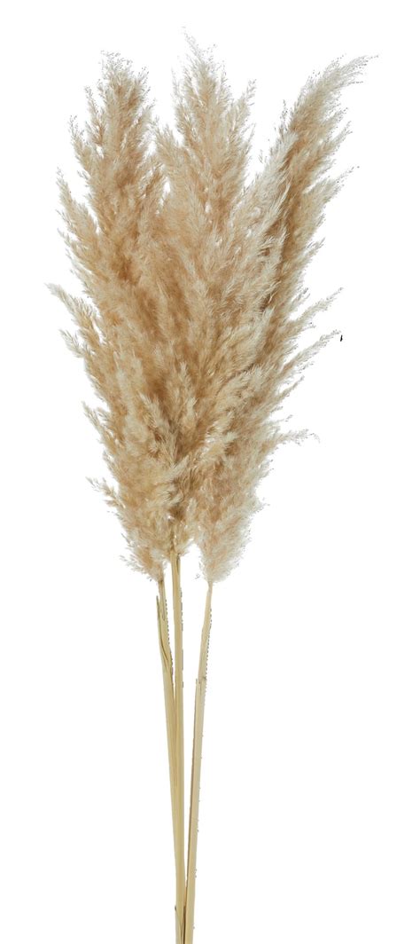 Winter Garden Pampas Grass Bundle 3 Pc Canadian Tire