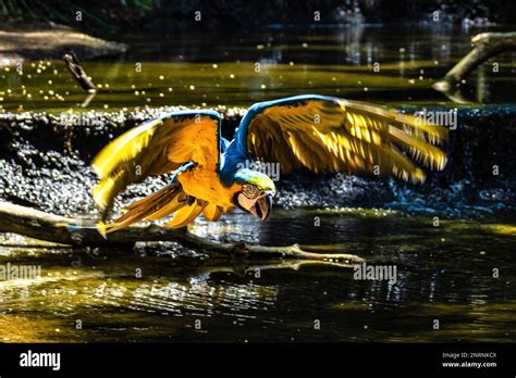 The Blue And Yellow Macaw In Parque Das Aves Foz Do Iguacu Brazil