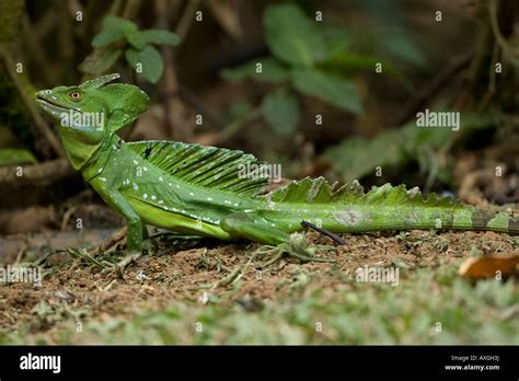 Green Basilisk Basiliscus Plumifrons Lizard Stock Photo Alamy