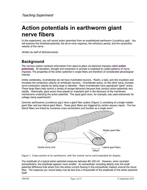 Action Potentials In Earthworm Giant Nerve Fibers In This Experiment