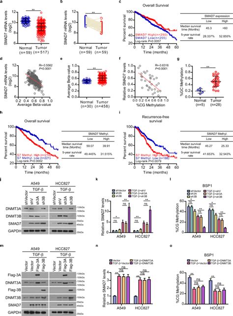 Phf14 增强 Smad7 基因的 Dna 甲基化以促进 Tgf β 驱动的肺腺癌转移 Cell Discovery X Mol