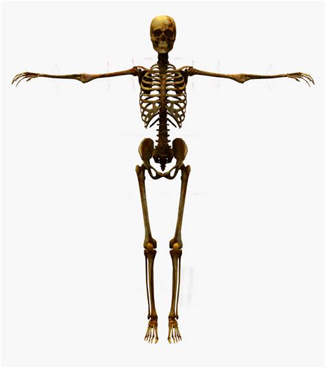 Human Skeleton Human Body D Skeleton Png Transparent Png