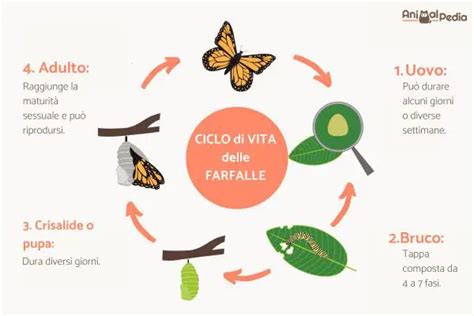 Ciclo De Vida De La Mariposa Vida Con Mascotas