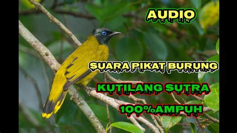 Suara Pikat Burung Kutilang Sutra Terbaru Paling Ampuh Youtube