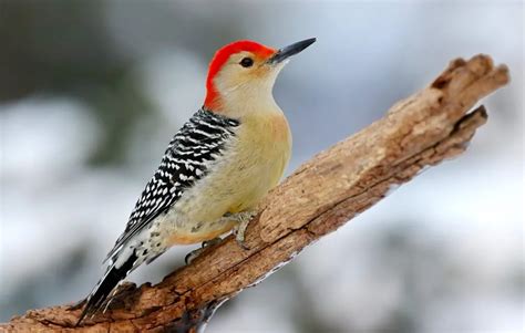 Birds Of Iowa: 25 Of The Most Common Species In The State