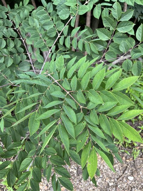 Kentucky Coffee Tree Bark