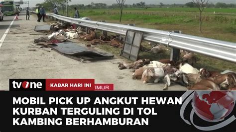 Mobil Pick Up Angkut Hewan Kurban Terguling Di Tol Kabar Hari Ini