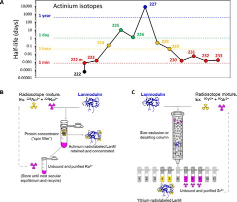 Actinium isotopes and protein-based radiometal recovery. (A) Half-lives ...