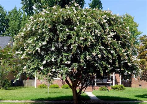 How Tall Do Crepe Myrtle Trees Get Navigating Their Full