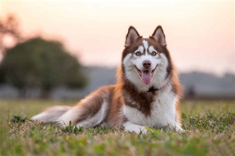 12 Common Siberian Husky Health Problems And Concerns A Z Animals