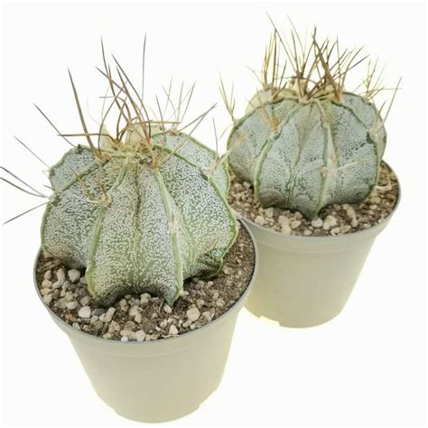 Astrophytum Capricorne Var Niveum Cm Cactaceae Giromagi