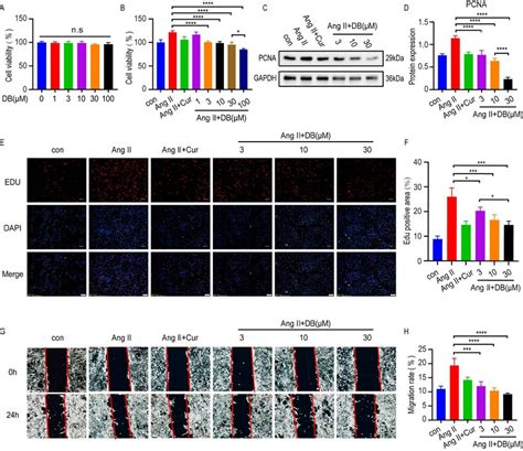 Db Inhibits The Viability Proliferation And Migration Of Vsmcs A