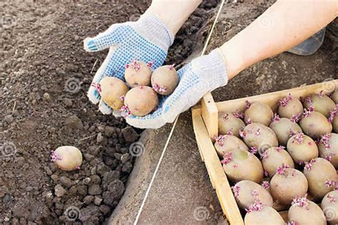 Granjero Que Planta Las Patatas De Los Brotes En Primavera Imagen De