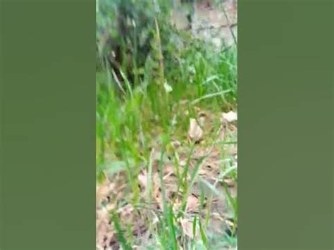 Как кошка видит мир - YouTube
