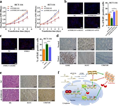 The Long Noncoding Rna Snhg Regulates Colorectal Cancer Cell Growth