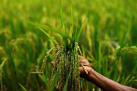 Rural Demand Gets Rs 11 000 Cr Boost From The Kharif Harvest