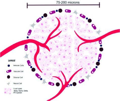 Islet Of Langerhans Physiology Each Islet Is Approximately