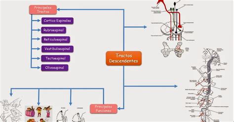 Vías Descendentes Neuronas Motoras y Arco Reflejo Fisiología Medica