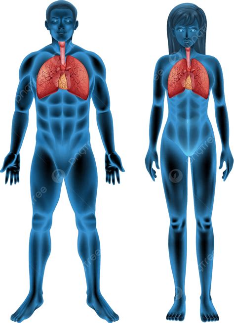 Human Respiratory System Breathing Health Biology Vector Breathing