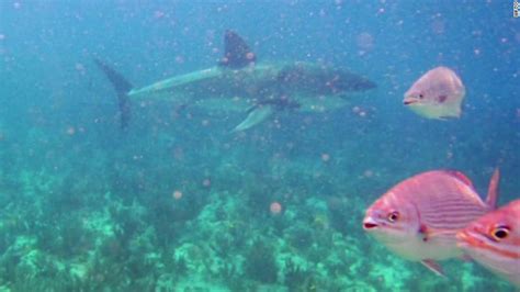 Great White Shark Caught On Camera Cnn Video