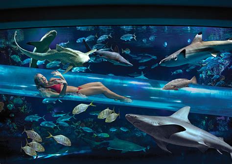 Water Slide Through Shark Tank In Vegas At Golden Nugget