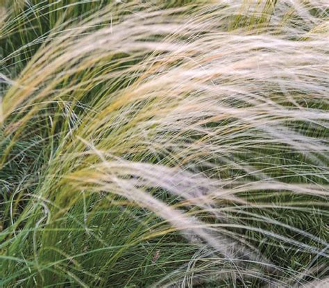 Very soft stipa 'Pony Tails' – Il Lavandeto Di Assisi