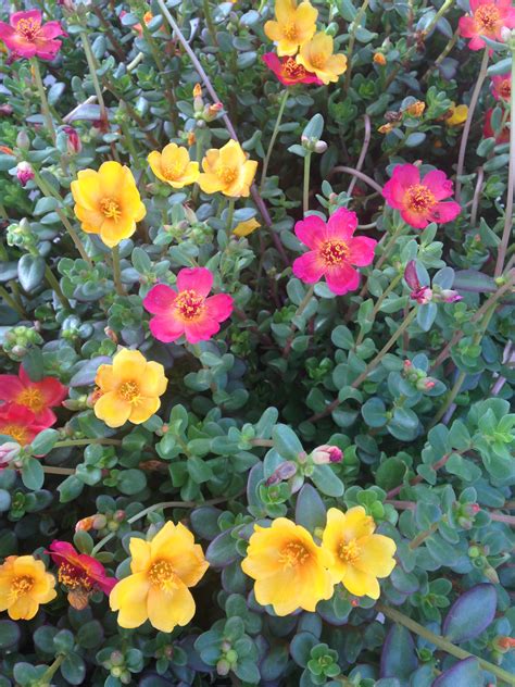 Portulaca Plant Lowes Home And Garden Reference