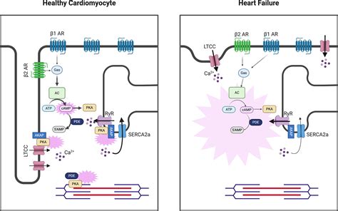 Computational Modeling Approaches To CAMP PKA Signaling In