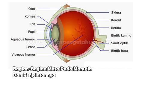 Detail Gambar Bagian Mata Koleksi Nomer 13