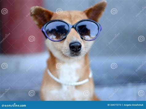 Cool Dog stock image. Image of china, accessories, asia - 33477273