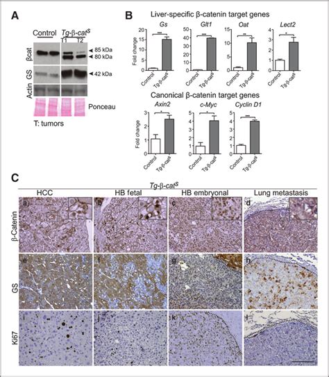 Activation Of Wnt Pathway In Tg B Cat S Tumors A Western Blot