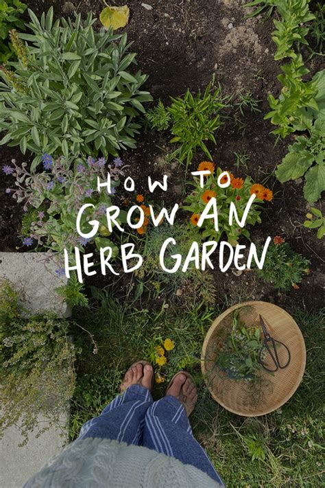 How To Actually Grow A Kitchen Herb Garden Confidently