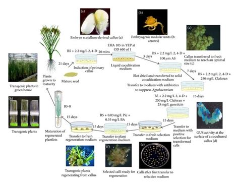 Agrobacterium-mediated transformation. The figure is a schematic ...