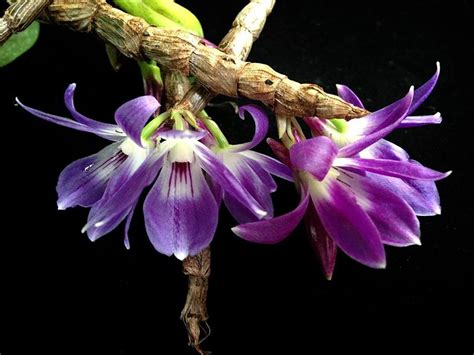 Dendrobium Victoriae Reginae Orchid Photo Gallery