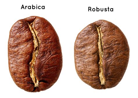 Arabica Or Robusta What Are The Differences Blog Coffeedesk Pl