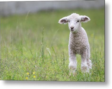 Kendall Kessler On Twitter Rt Rachllea Colonial Williamsburg Lambs