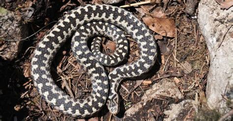 Common European Adder Pictures - AZ Animals