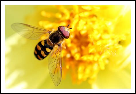 Fondos de pantalla Ojos alas fotografía de cerca insecto