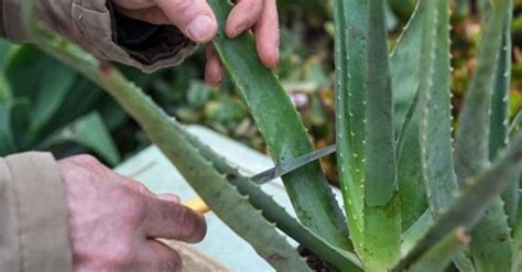 Come Prendersi Cura Della Pianta Di Aloe Vera In Casa Ohga