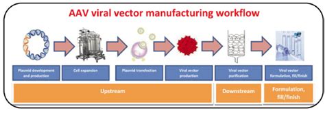 Adeno Associated Virus Aav Vector Manufacturing For Gene Therapy